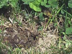 Common Wasp, vespula vulgaris, flying to Nest in the Ground, slow motion Stock Footage