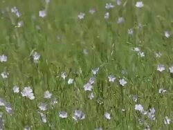 MS SLO MO Shot of Blooming Field near Saintes Marie de la Mer, Camargue in the South East of France Motion / Saintes Maries de la Mer, Camargue, France  Stock Footage