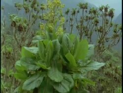 MS Tree Senecio, Dendrosenecio adnivalis, amongst vegetation on mountainside, Uganda, Africa Stock Footage