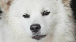 White Dog Stock Footage
