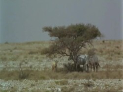 WA Jiddat mirage, Arabian Oryx, Oryx leucoryx, standing in shade of tree in desert in midday heat, Jiddat al Harasis desert, Oman Stock Footage