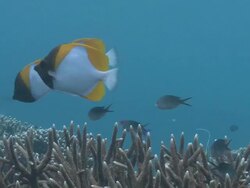 MS Shot of Pyramid butterfly fish and stag horn coral / Sipadan, Sabah, Malaysia  Stock Footage