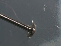 Caenorhabditis elegans (C.elegans) with pin head for scale. T/L 1 frame per second. 55mm micro nikkor lens Stock Footage