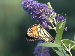 Blue flower with monarch butterfly Stock Footage
