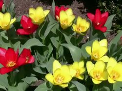 Urban Flowers Stock Footage