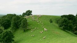 Group of sheeps grazing in the field Stock Footage