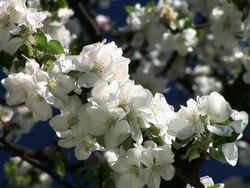 HD: Apple tree blossoms Stock Footage