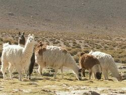 MS Shot of group of Llama, Lama Glama on Altiplano Puna grassland in Andes mountains / San Pedro de Atacama, Norte Grande, Chile Stock Footage