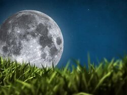 Fullmoon and Grasses Stock Footage