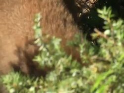 Close Up hand-held pan-right - A mountain lion looks in and under bushes / United States Stock Footage