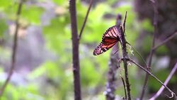 VOICED : Mariposas monarca volvieron a Mexico News Clip