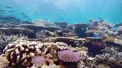 Emersion to coral reef edge on Maldives. Stock Footage