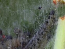 Worm nest PAL Stock Footage