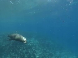 California Sea Lion (Zalophus californianus) swims pass several Five-banded Damselfish (Abudefduf vaigiensis), La Paz, Sea of Cortez, Mexico Stock Footage