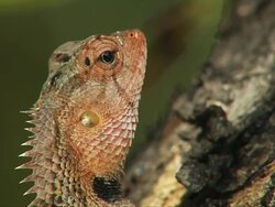 CU Shot of head of Calotes Indian lizard or Oriental Garden Lizard (calotes versicolor) with reddish scales standing on tree / South Africa Stock Footage