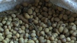 CLEAN : Argentina worries over decline of soybean prices News Clip