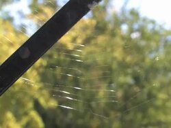 Spider web in wind 1 - HD/SD 30F Stock Footage