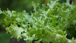 green oak lettuce Stock Footage