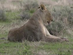 Lion grooming Stock Footage