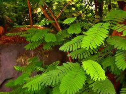 Forest thicket Stock Footage