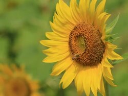 Bee On A Sunflower Stock Footage