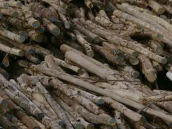CU Piles of felled logs / Tawau, Sabah, Malaysia Stock Footage