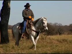 Cowboy Herding Black Steer Cattle on White Horse Stock Footage
