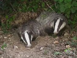 MS Shot of European badger pair standing at den entrance / Calvados, Normandy, France Stock Footage