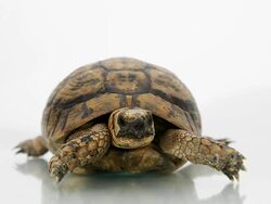 Turtle Stock Footage