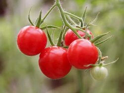 Cherry tomatoes Stock Footage