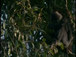 Liontail Macaque, Macaca silenus, eating in a spikey fruit tree, low angle, Western Ghats, India Stock Footage