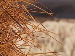 ECU TU Shot of Cardon Grande Cactus, Echinopsis species atacamensis in Atacama desert / San Pedro de Atacama, Norte Grande, Chile Stock Footage