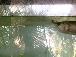 MS Aquarium with fish moving / Colombo, West Sri Lanka, Sri Lanka Stock Footage