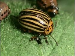Colorado Beetles (Leptinotarsa decemlineata) eating leaf, sequence, UK Stock Footage
