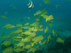 MS TS Shot of School of snapper fish swimming and drifting with surge above rocky outcrop / Matola, Maputo, Mozambique Stock Footage