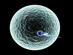 Sperm and Egg (SD) Stock Footage