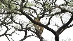 Kruger National Park News Clip