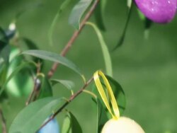 Easter eggs on the plant Stock Footage