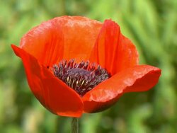 Poppy blowing in the wind Stock Footage