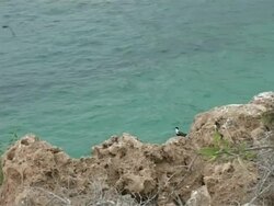 Bridled tern, Sterna anaethetus, standing on rock, flies off, WA, Oman Stock Footage