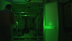 Italy outputs first batch of home grown medical marijuana News Clip