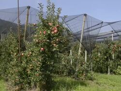 MS PAN Shot of apple orchard under covered / Merano, Trentino, Tyrol, Italy Stock Footage