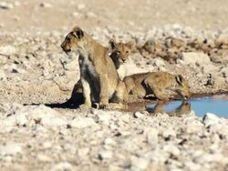 Lion cubs Stock Footage