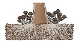 The Biggest Organism on Earth Instructional Video