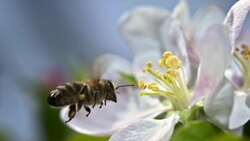 SLO MO bee picking up pollen from a stamen Stock Footage