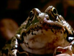 Frog eyes blinking (Rana ridibunda), Andalucia, Spain Stock Footage