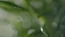 Thyme plant Stock Footage