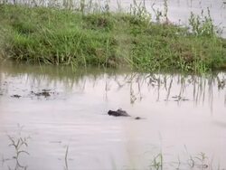 MS View of Nile Crocodile stealthily swimming along water surface / Pilanesberg National Park, North West Province, South Africa Stock Footage