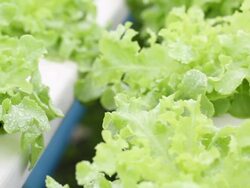 Hydroponics Vegetable Stock Footage