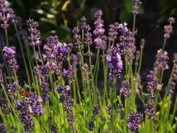 Lavender Stock Footage